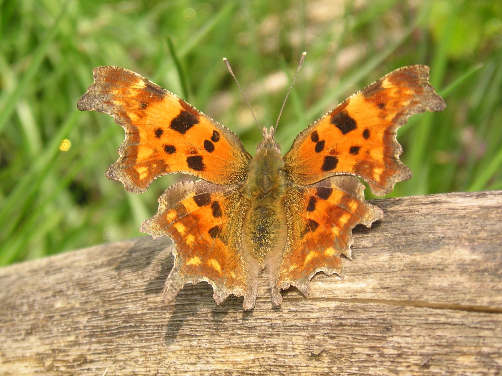 Close up shot of a butterfly - www.derekfinnie.com