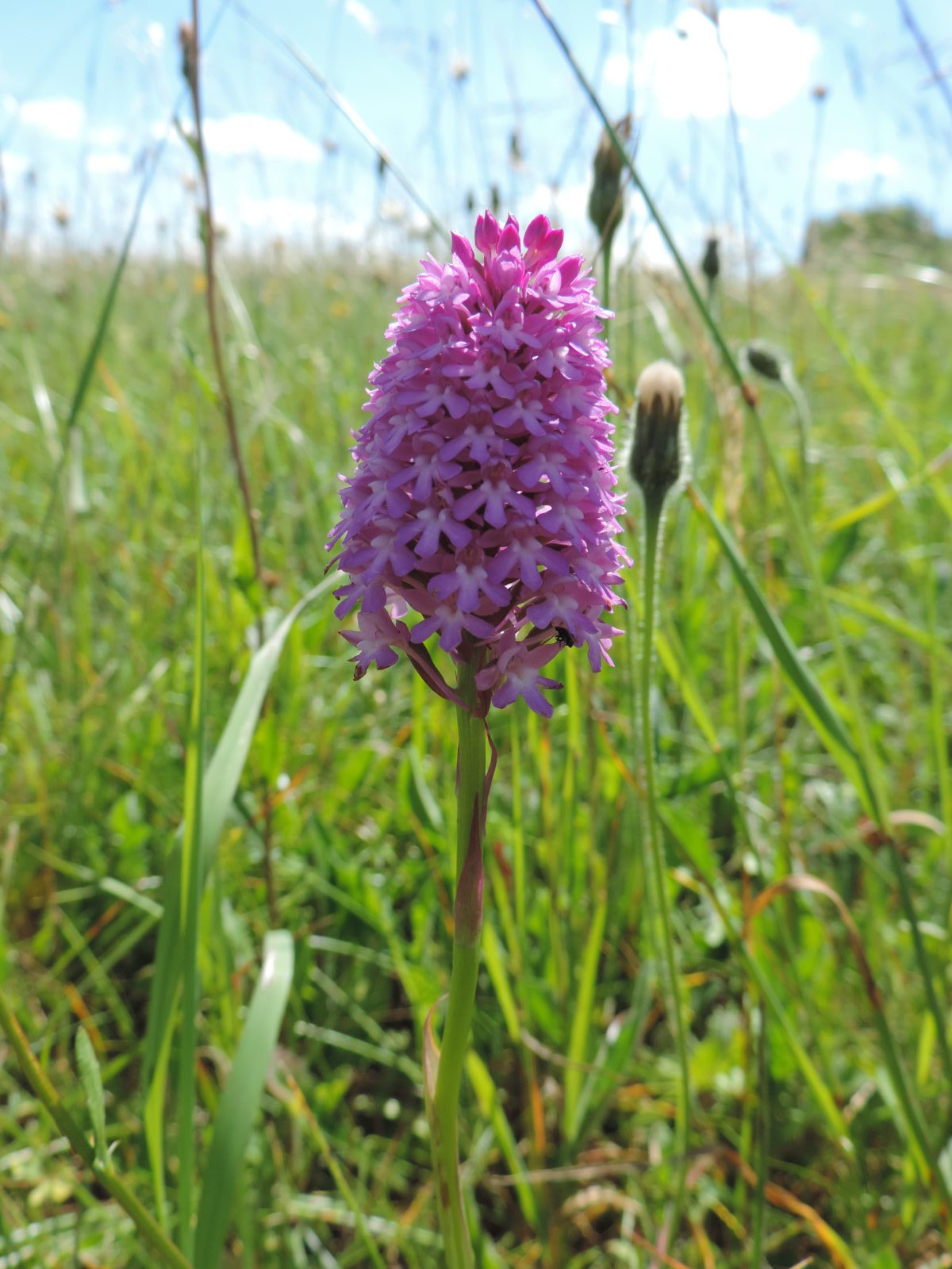 Close up shot of a flower - www.derekfinnie.com