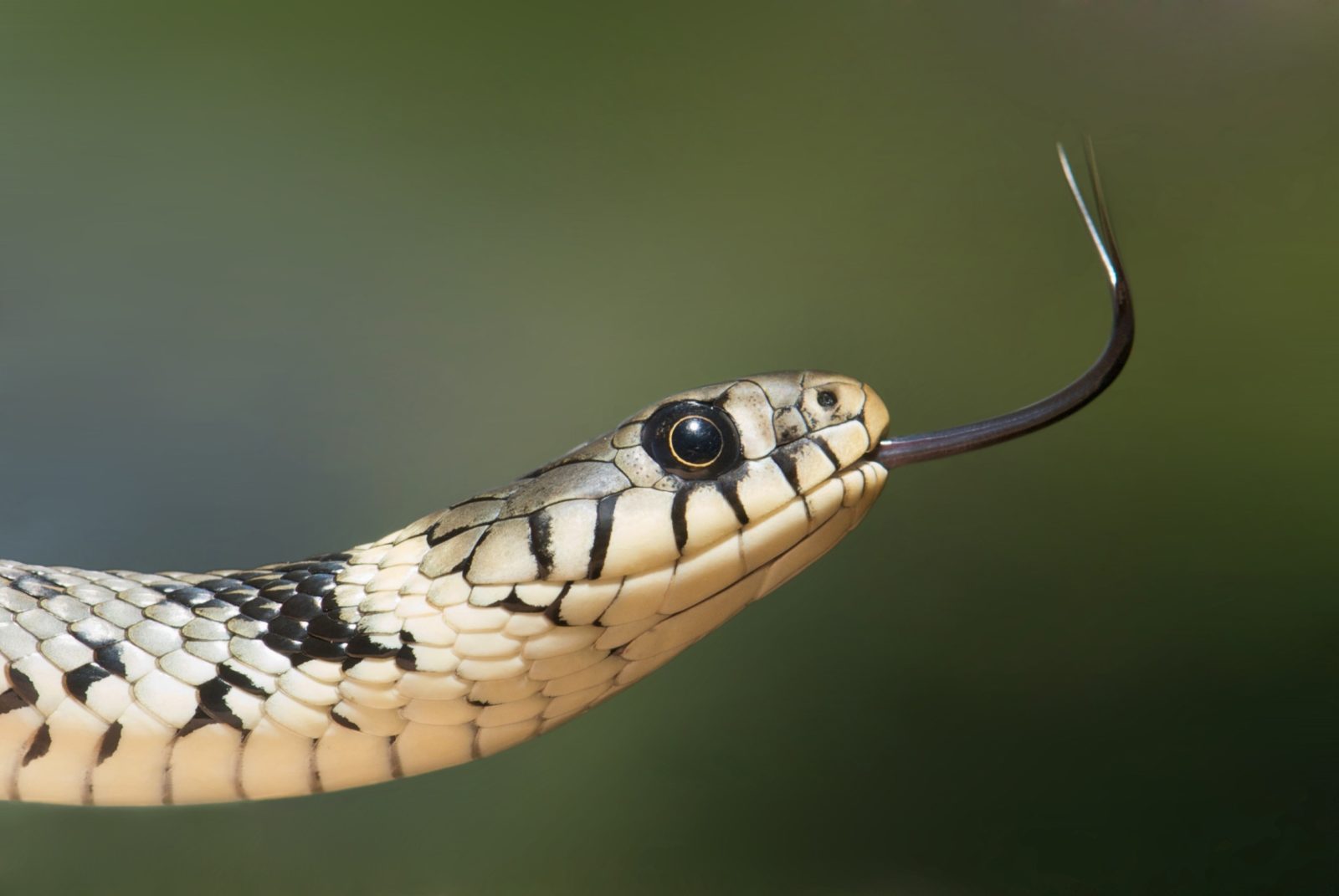 Close up shot of a grass snake - www.derekfinnie.com